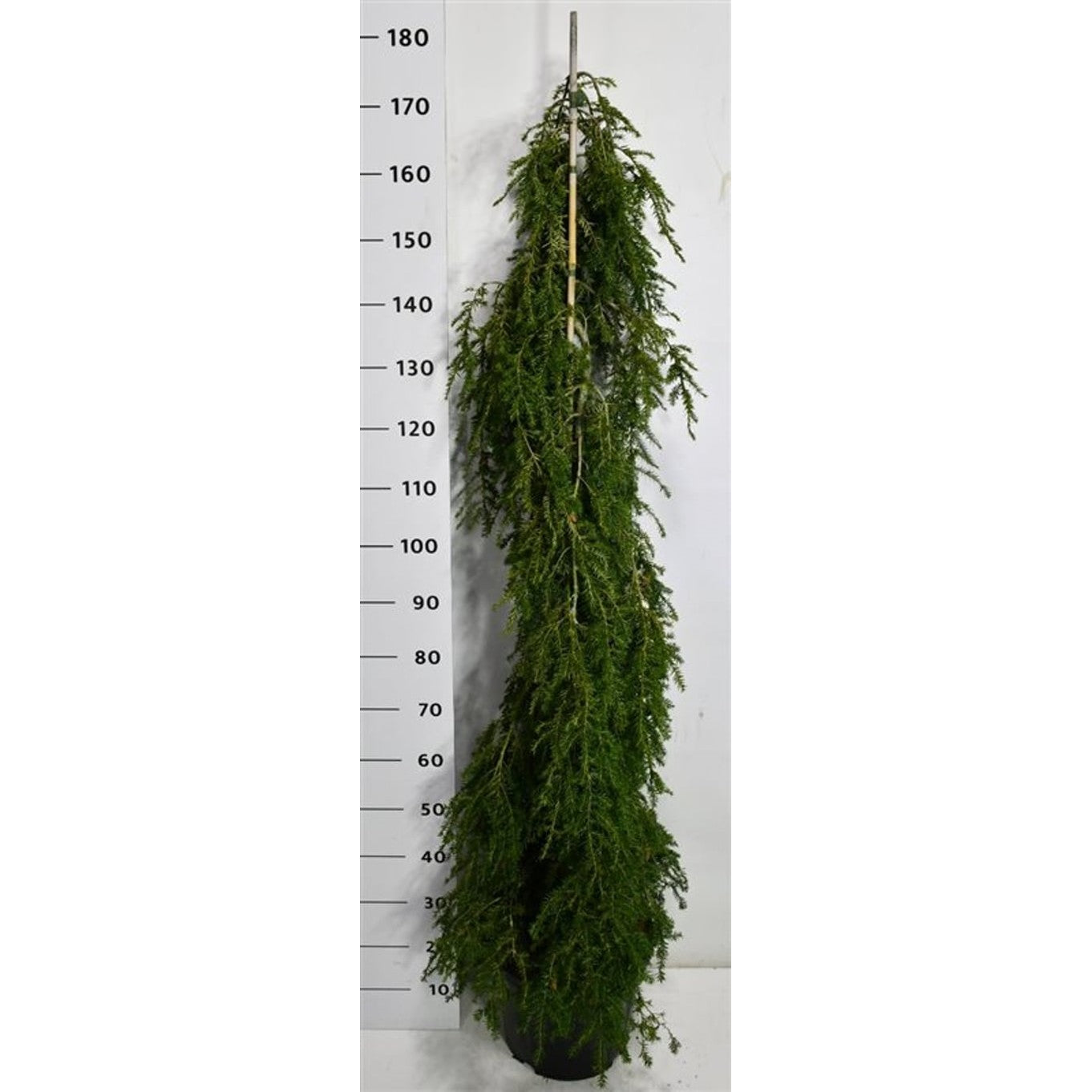 Hemlock – Tsuga canadensis 'Pendula' - C18 100-125 cm.