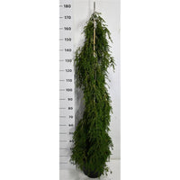 Hemlock – Tsuga canadensis 'Pendula' - C18 100-125 cm.