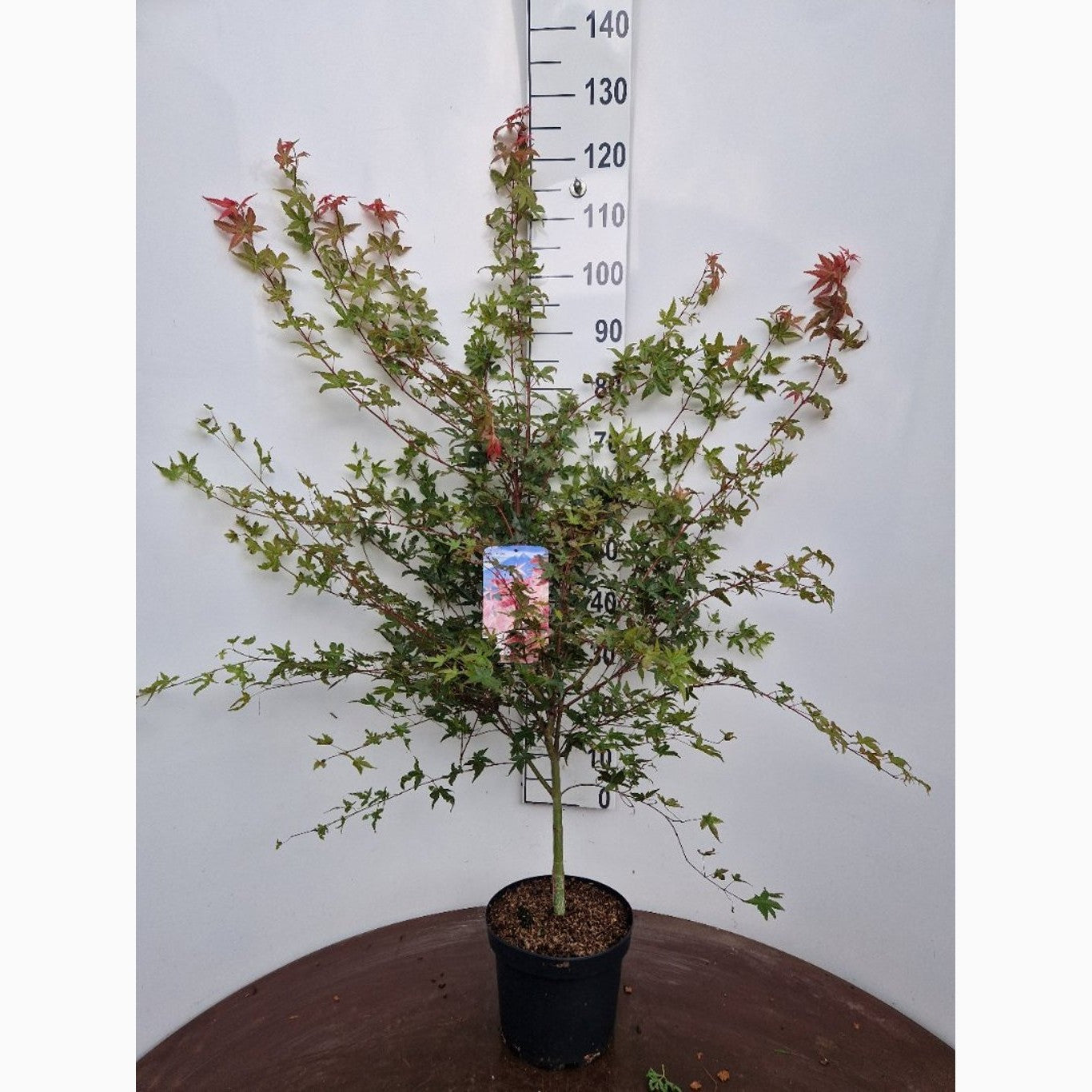 Japansk lönn – Acer pal. 'Deshojo' - C5 50-60 CM