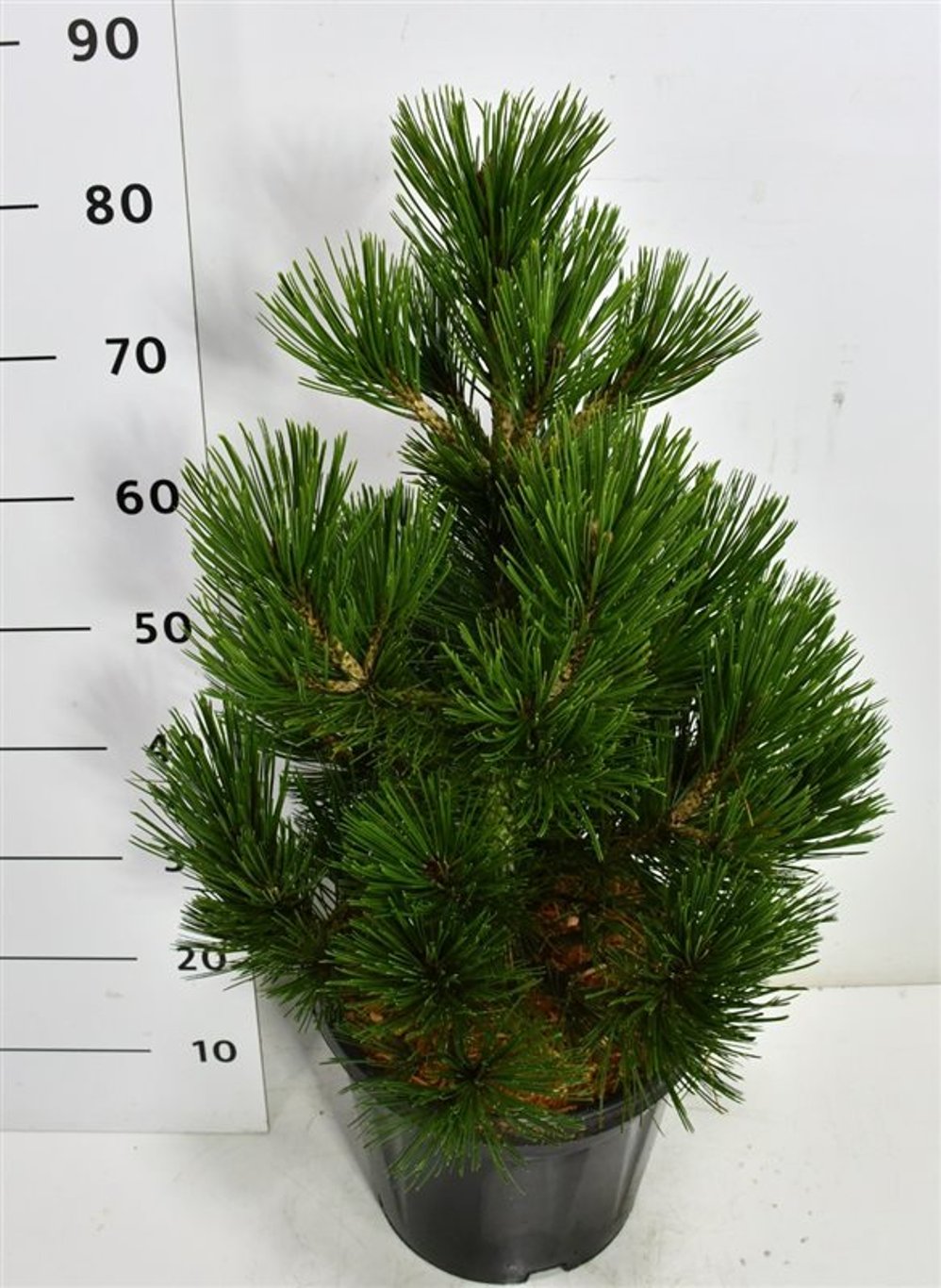 Balkantall – Pinus heldreichii 'Little Dracula' - C13 30-40 cm.