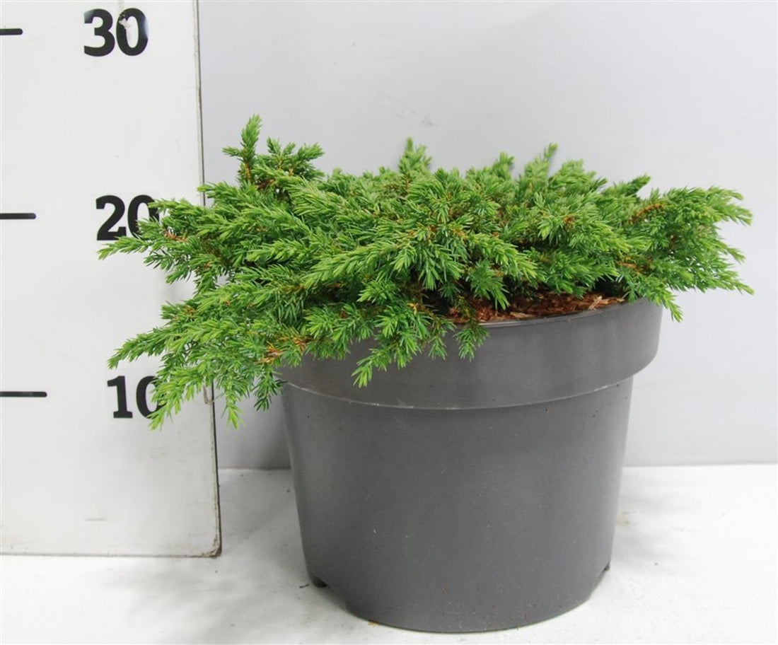 En – Juniperus communis &