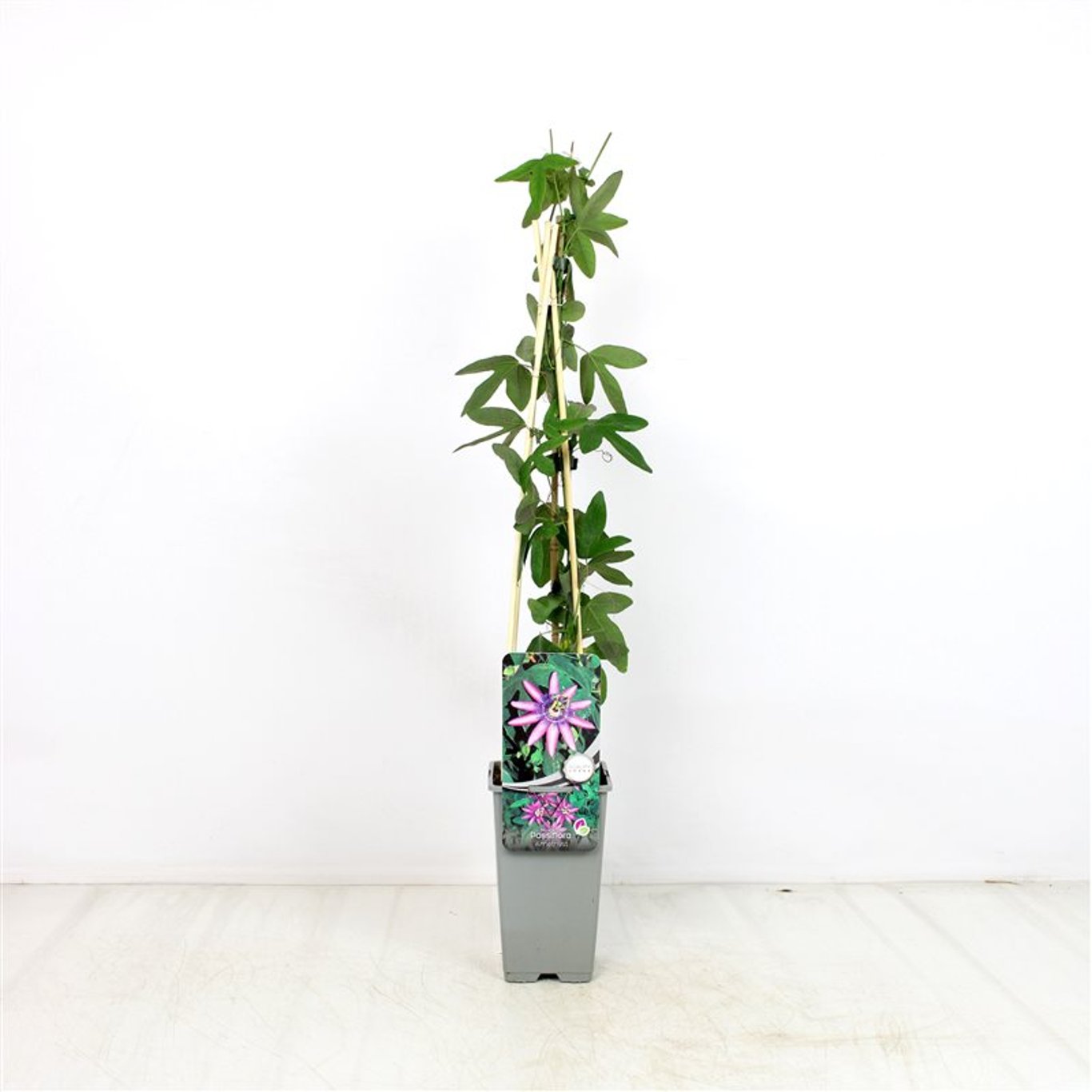 Passionsblomma – Passiflora 'Amethyst' - C2 70/+ CM