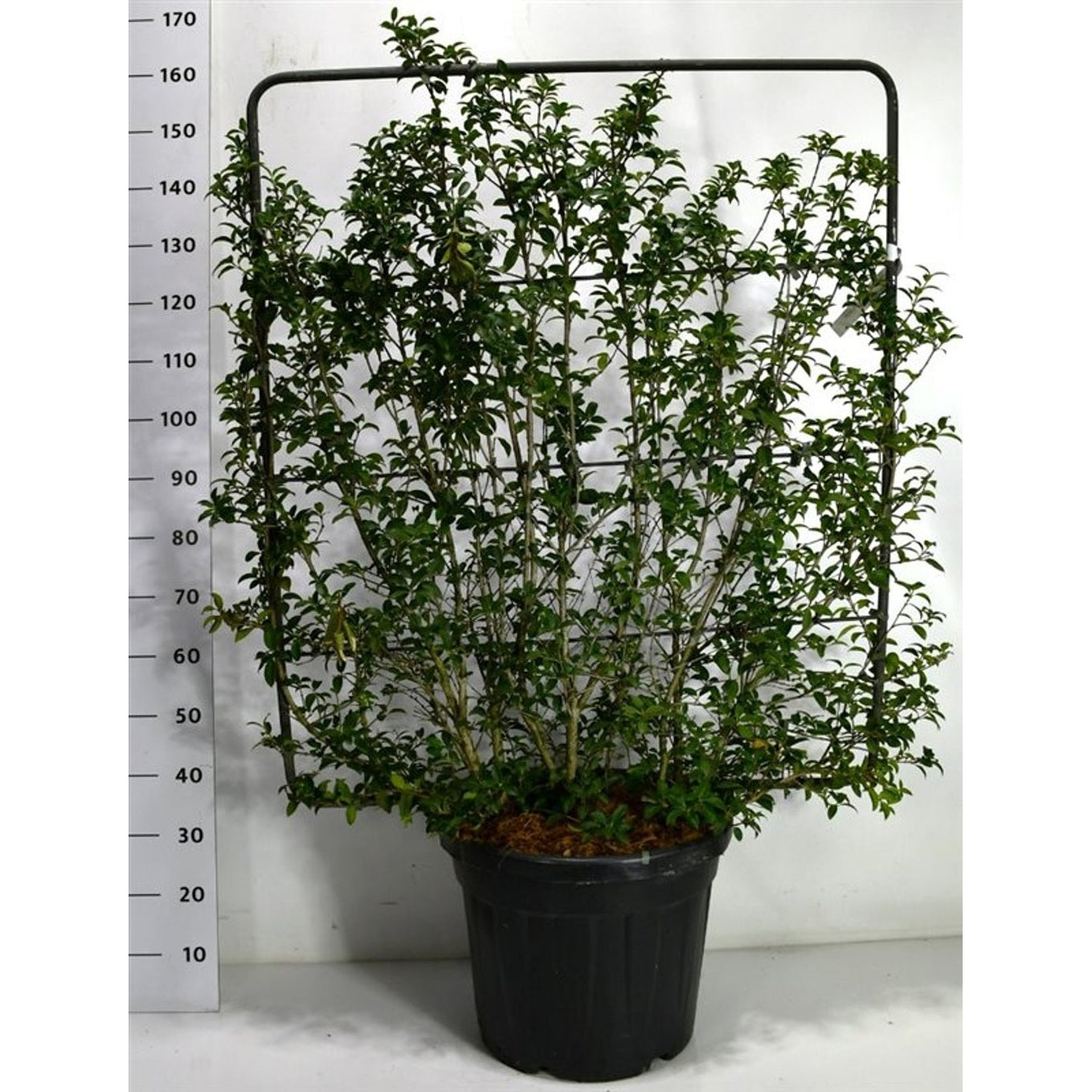 Burkwoodosmanthus – Osmanthus burkwoodii - C45 120 cm. Scherm