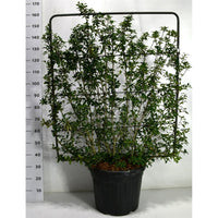 Burkwoodosmanthus – Osmanthus burkwoodii - C45 120 cm. Scherm