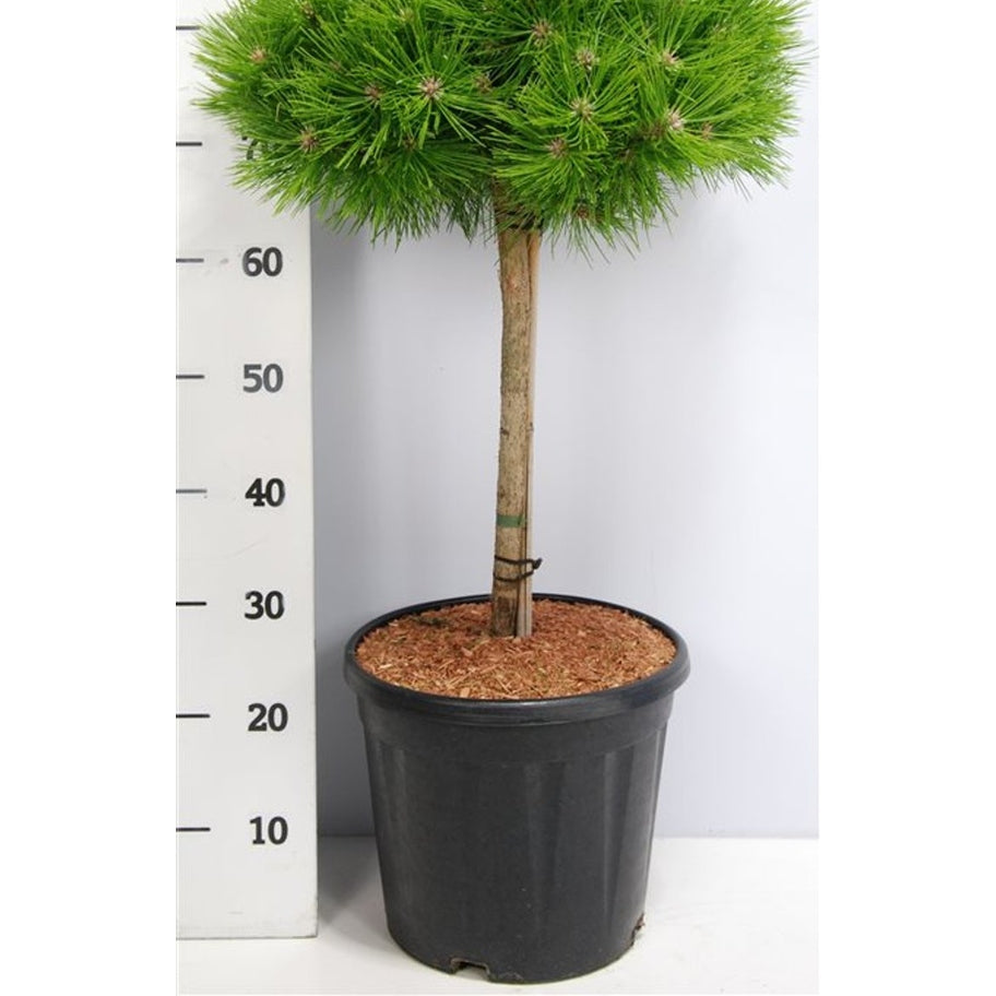 Svarttall – Pinus densiflora 'Low Glow' - C13 40 cm. Stam