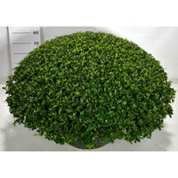 Japansk azalea – Rhododendron (AJ) 'Dorothy Haiden' - C80 90-100 cm. Bol Plateau