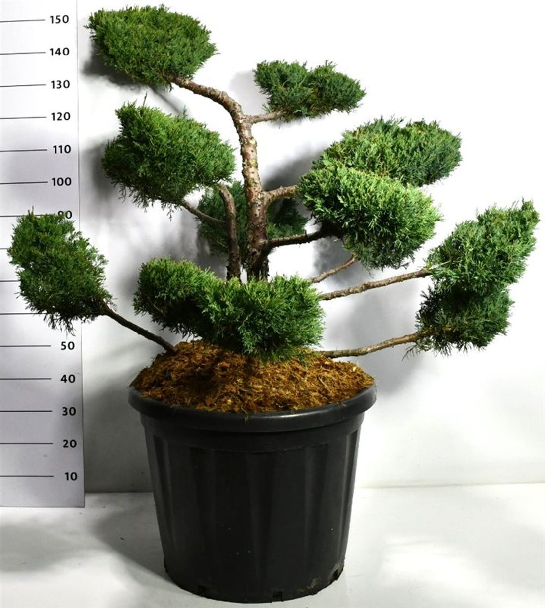 Pfitzer-en – Juniperus pfitzeriana &