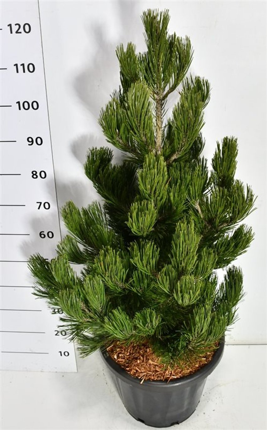 Balkantall – Pinus heldreichii &