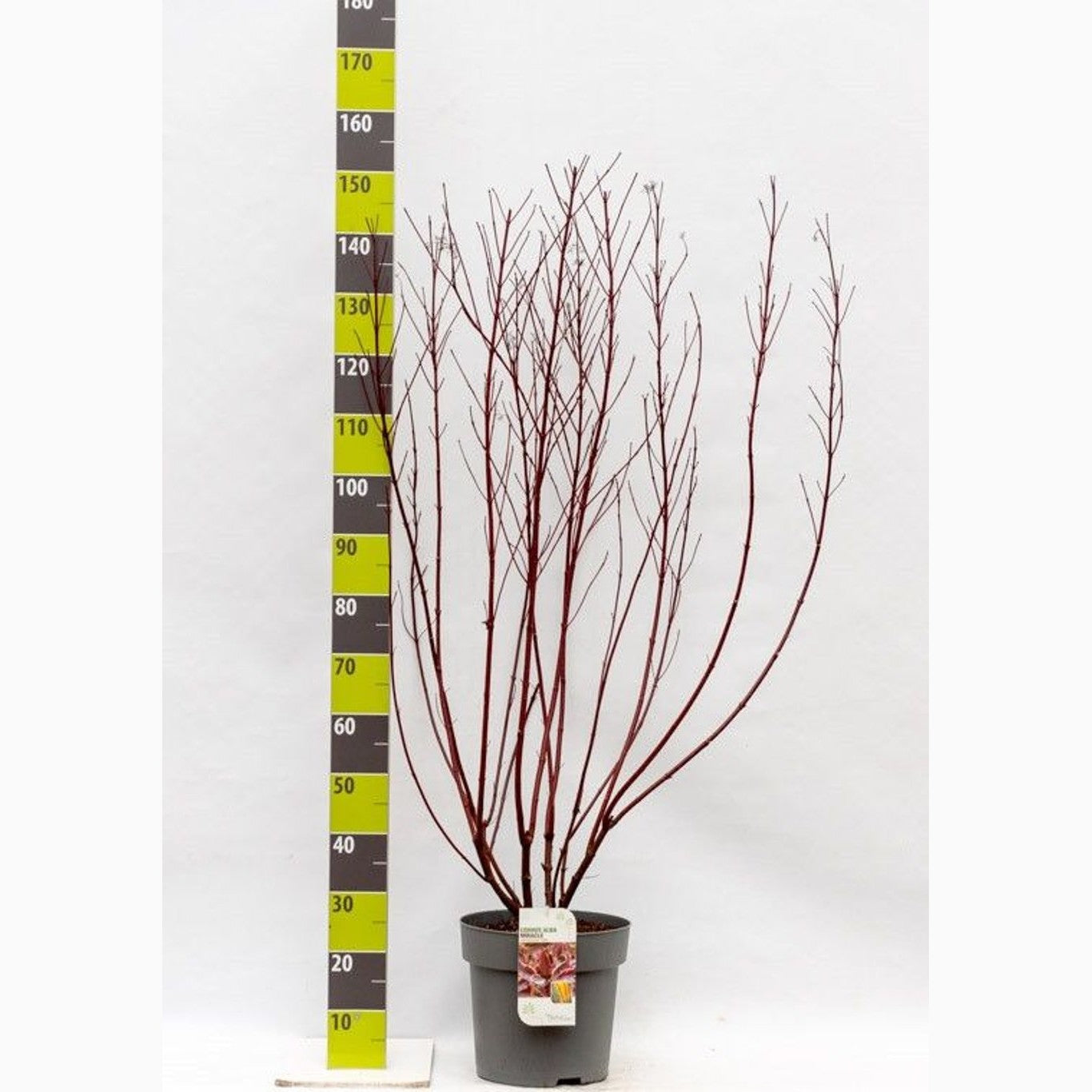 Kornell – Cornus alba 'Miracle' - C12 100-120 CM
