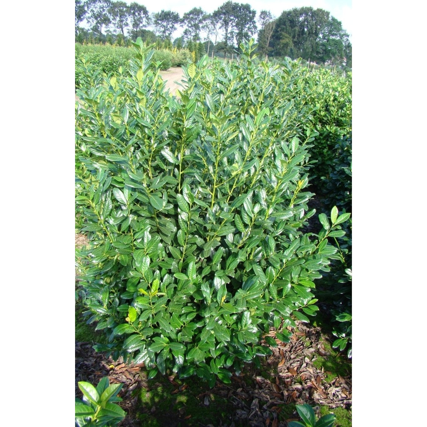 Lagerkörsbär – Prunus laurocerasus 'Diana' - 125-150 CM WRB