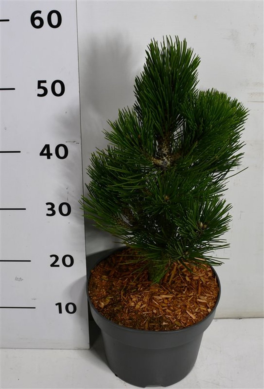 Balkantall – Pinus heldreichii &