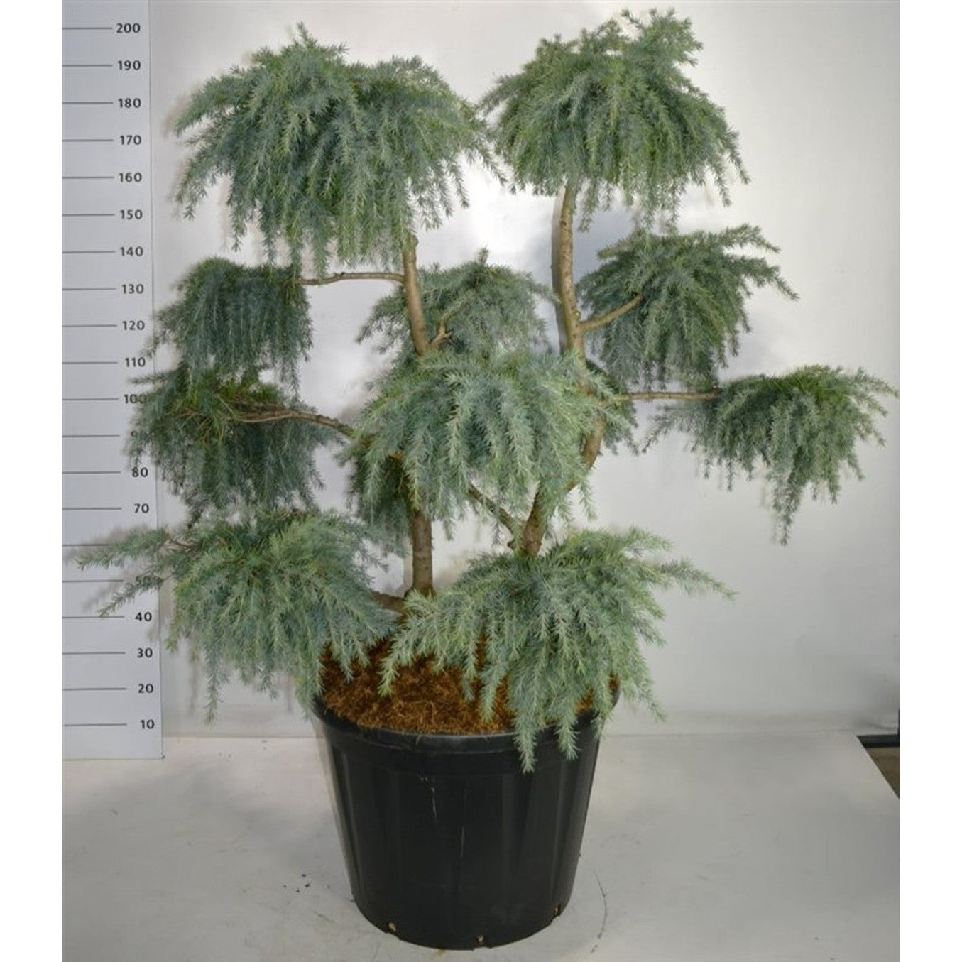 Himalayaceder – Cedrus deodara 'Feelin' Blue' - C130 125-150 cm. Bonsai