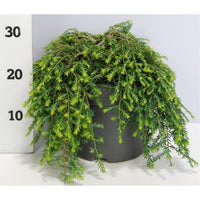 Hemlock – Tsuga canadensis 'Cole Prostrate' - C7.5 40-50 cm.