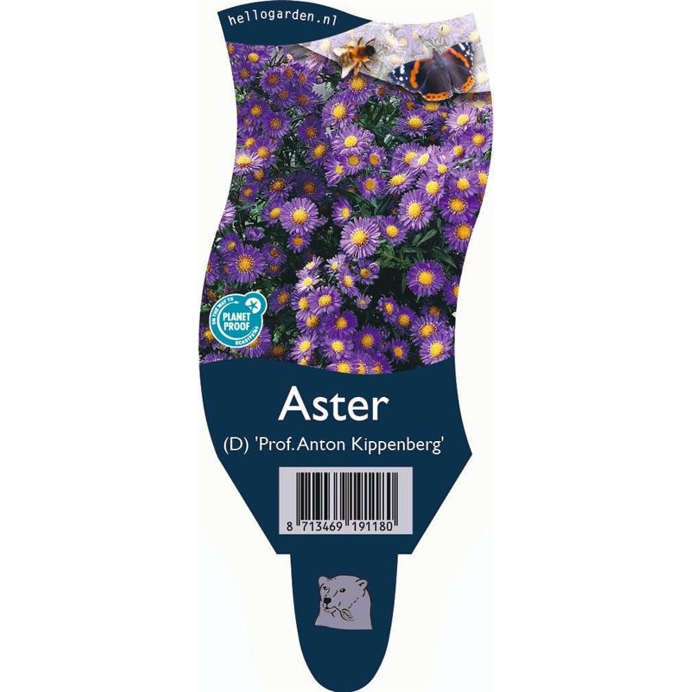 Höstaster – Aster (D); 'Prof. Anton Kippenberg' - P11