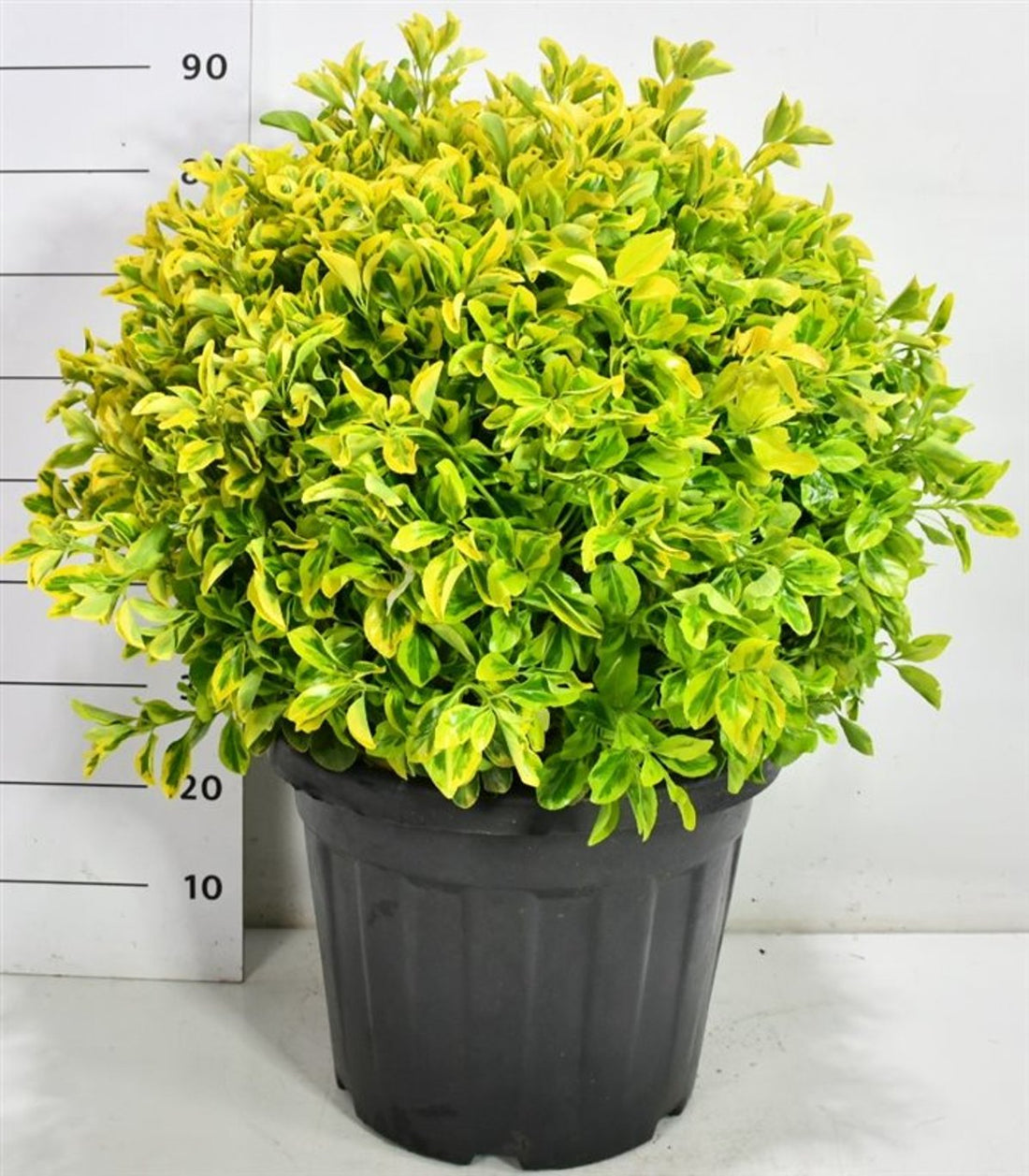 Japansk benved – Euonymus japonicus &