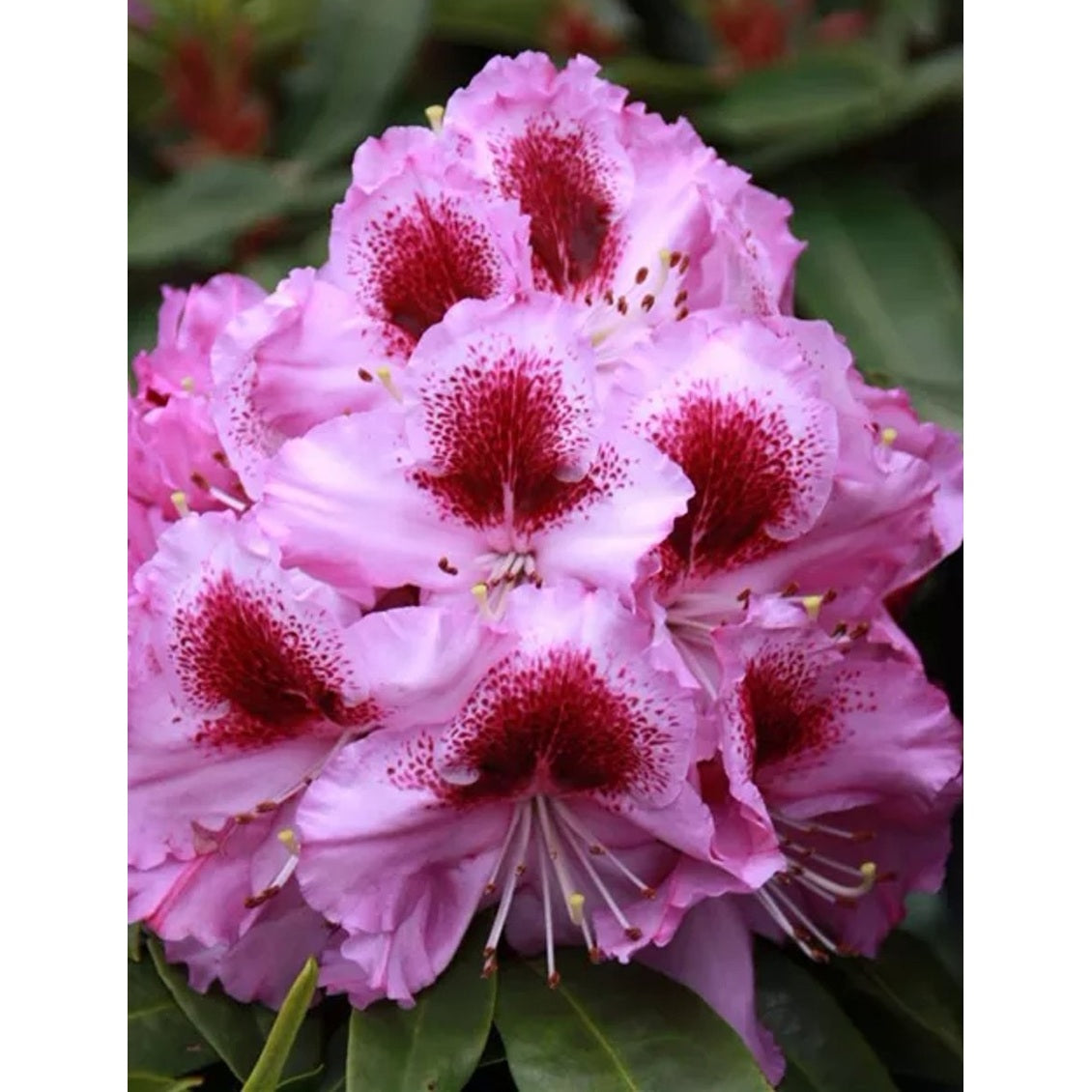 Rhododendron – Rhododendron 'Pfauenauge' - C5 30-40 CM