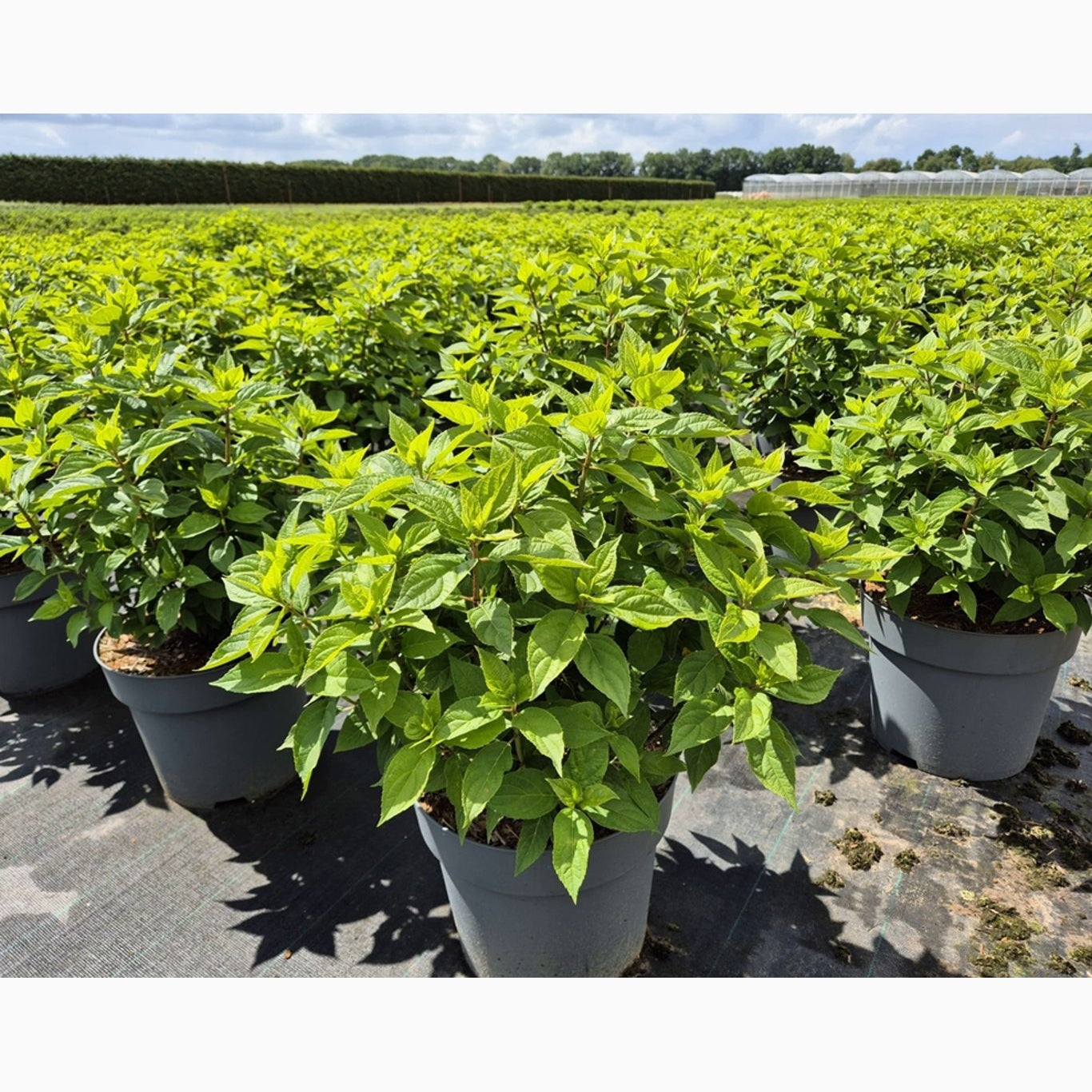 Syrenhortensia – Hydrangea paniculata 'Polar Bear' - C12 60-80 CM