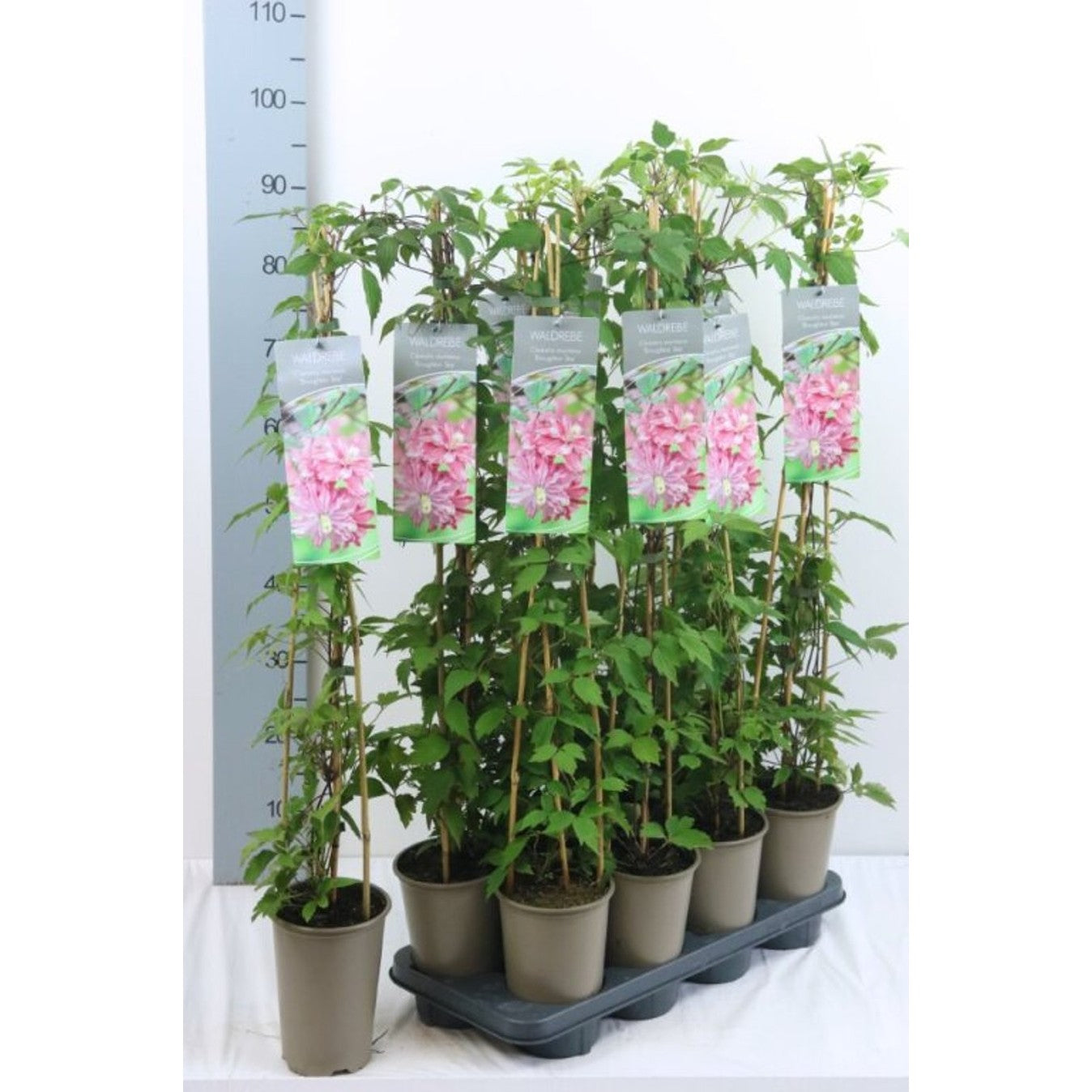 Klematis – Clematis 'Broughton Star' - C2 60-80 CM Stick