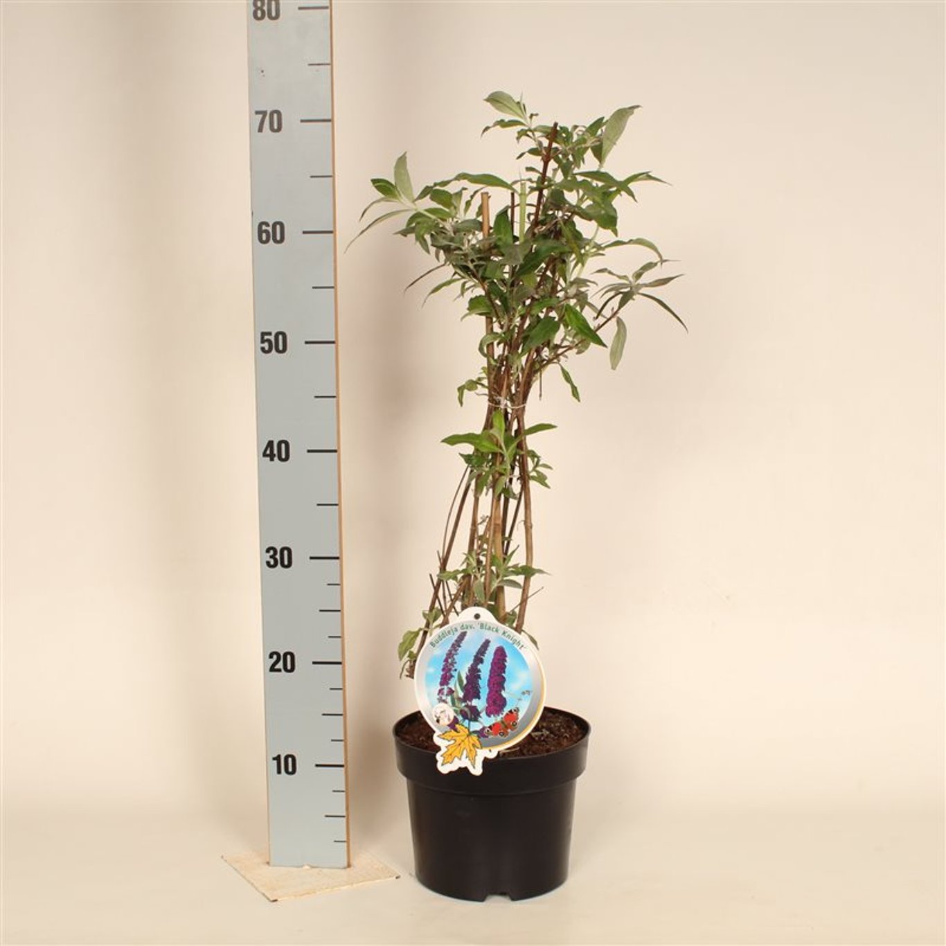 Sommarlilja – Buddleja d. 'Black Knight' - C3 50-60 CM