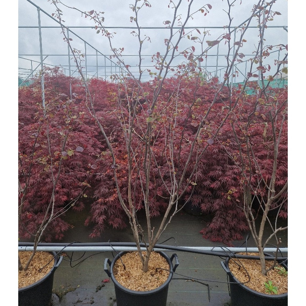 Judasträd – Cercis canadensis 'Forest Pansy' - C35 150-175 CM