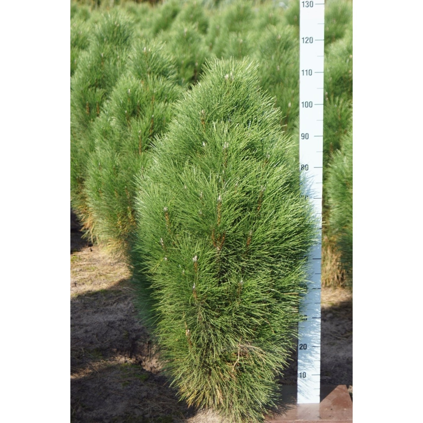 Svarttall – Pinus nigra 'Green Tower' - 100-125 CM WRB