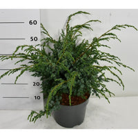 Kinesisk en – Juniperus chinensis 'Blue Alps' - C7.5 40-50 cm.