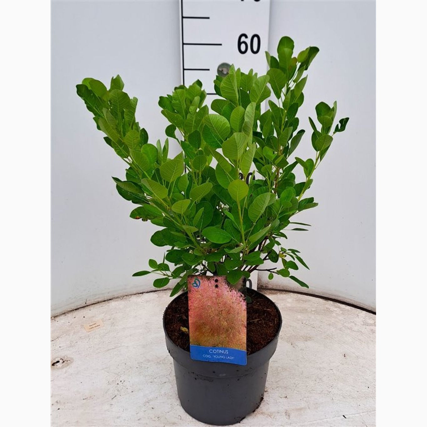 Perukbuske – Cotinus coggygria 'Young Lady' - C4 40-60 CM