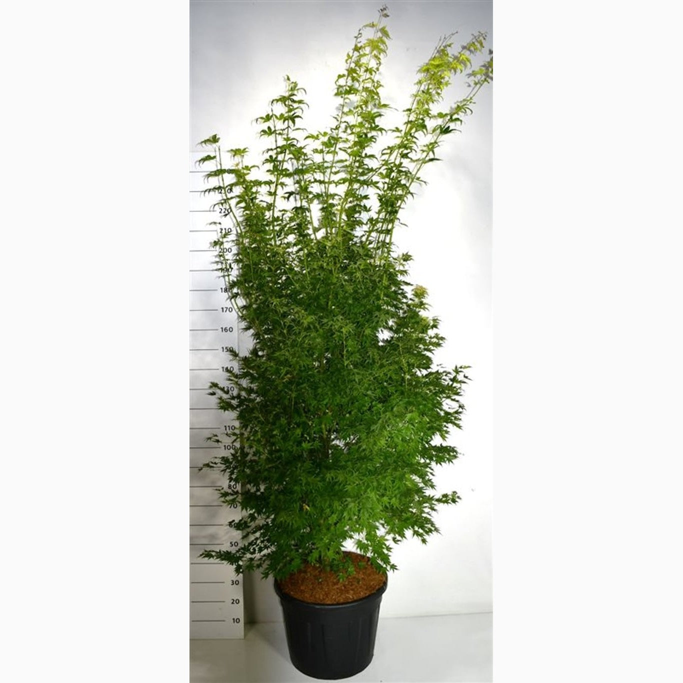 Japansk lönn – Acer pal. 'Orange Dream' - C70 200-225 CM