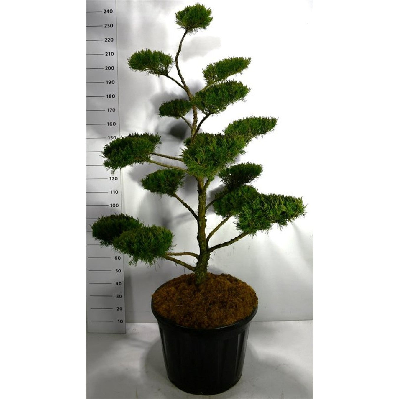 Pfitzer-en – Juniperus pfitzeriana 'Mint Julep' - C130 160-180 cm. Bonsai