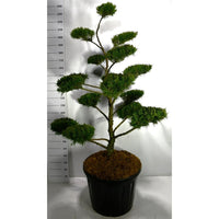 Pfitzer-en – Juniperus pfitzeriana 'Mint Julep' - C130 160-180 cm. Bonsai