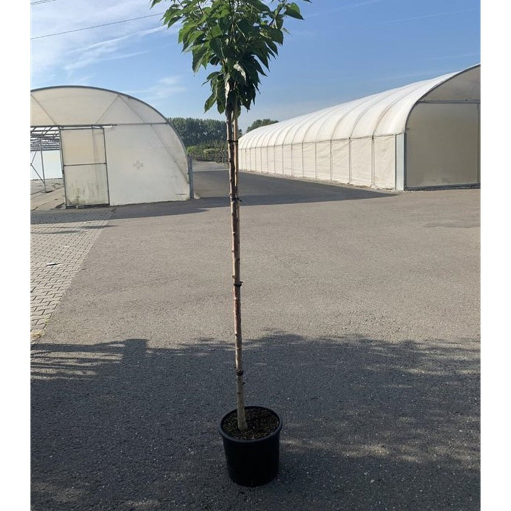 Japanskt körsbär – Prunus serrulata 'Kanzan' - C15 6/8  180 CM Stem