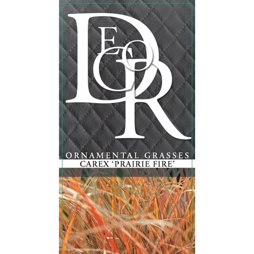 Starr – Carex testacea 'Prairie Fire' - C1