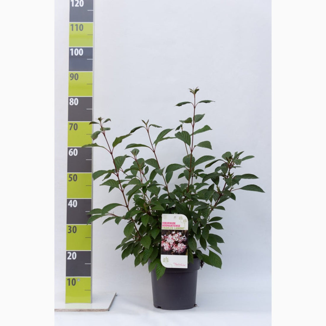 Hybridolvon – Viburnum bodnantense &