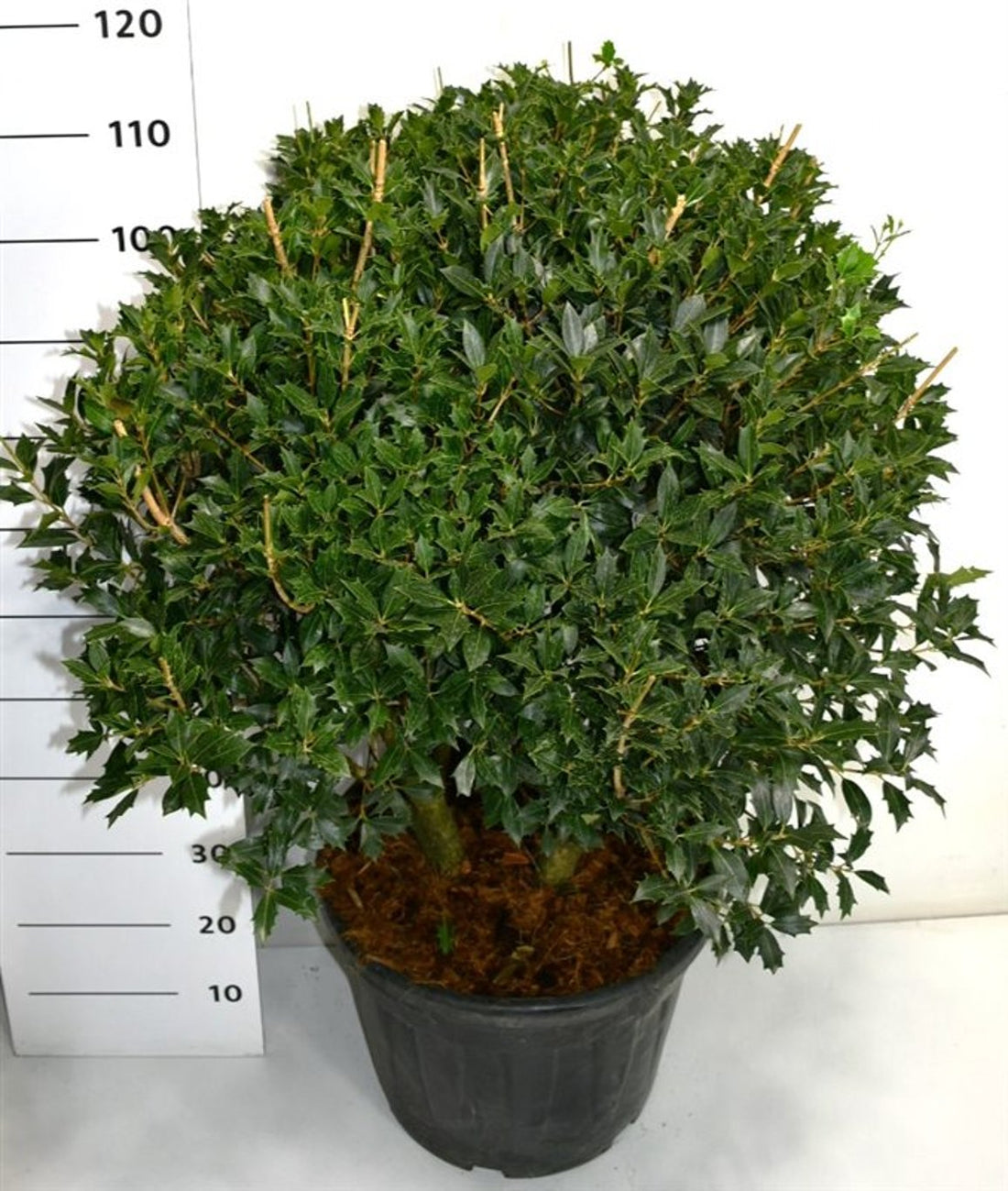 Taggblad – Osmanthus heterophyllus - C35 90-100 cm. Meerstammig
