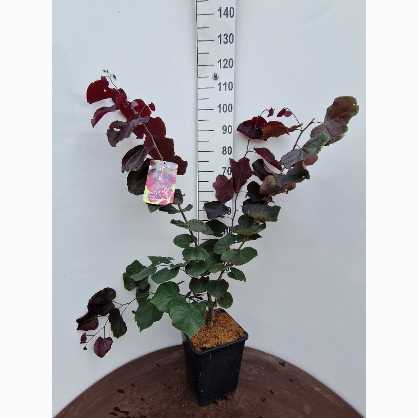 Judasträd – Cercis canadensis 'Forest Pansy' - C15 80-100 CM