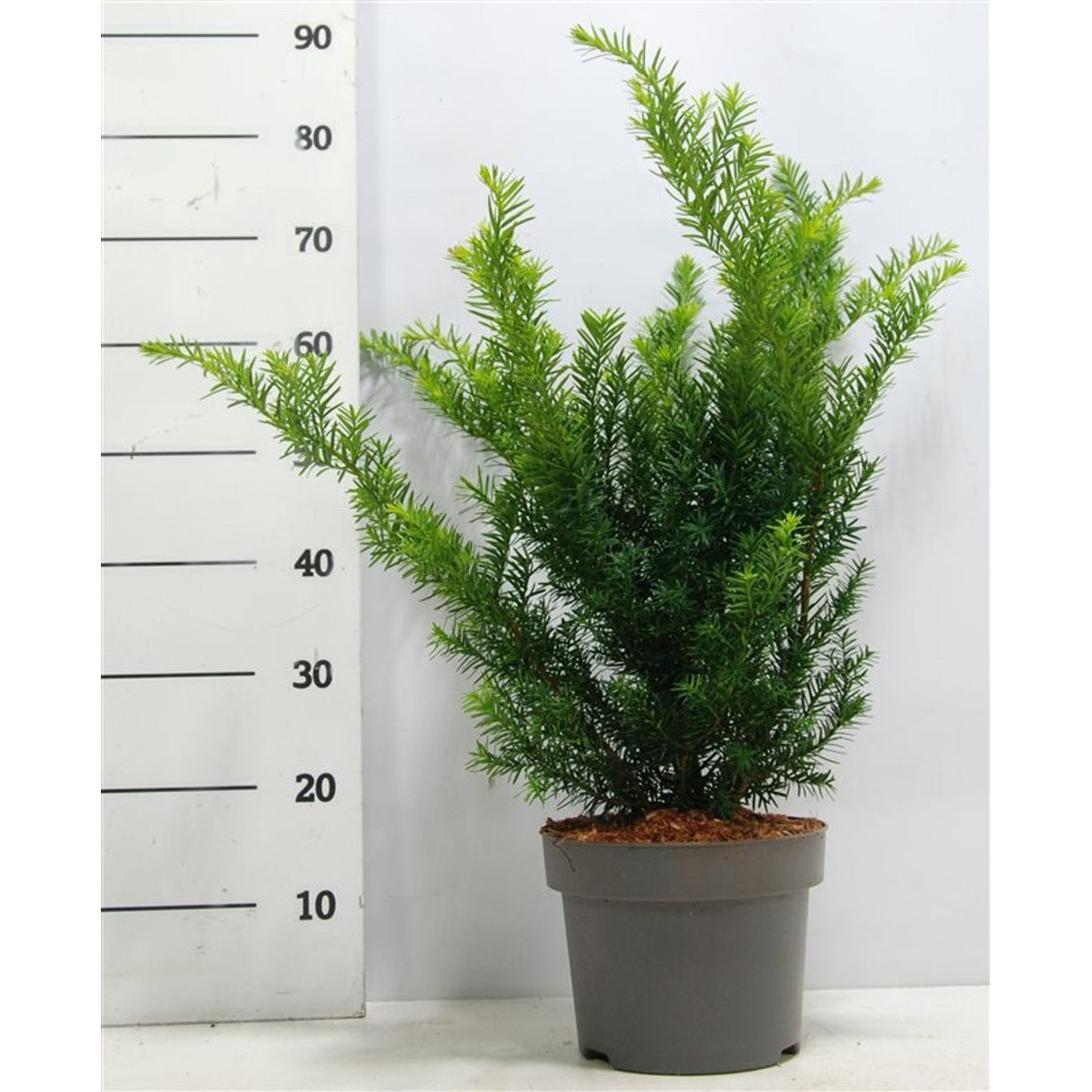Hybrididegran – Taxus media 'Farmen' - C5 30-40 cm.