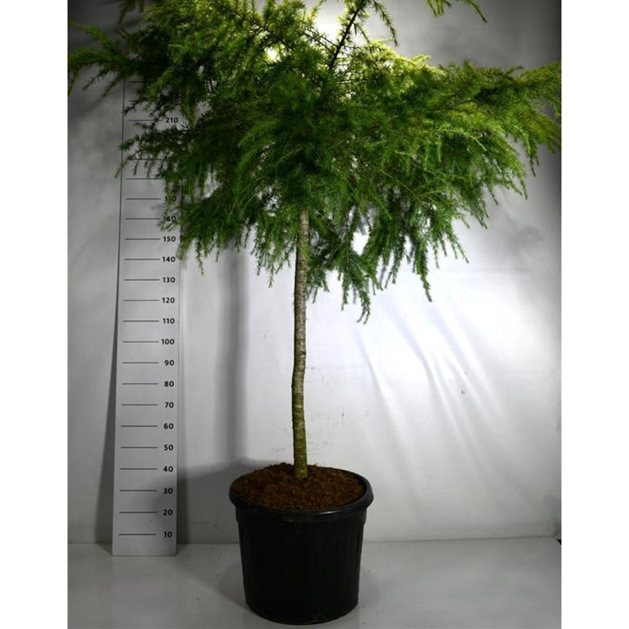Himalayaceder – Cedrus deodara 'Golden Horizon' - C90 120 cm. Stam