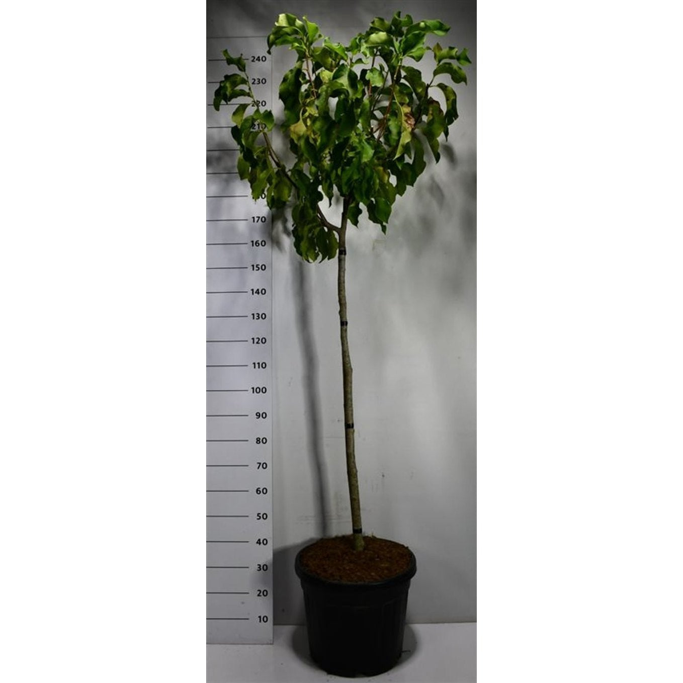 Magnolia – Magnolia 'Flamingo' - 120 CM Stem Cont.