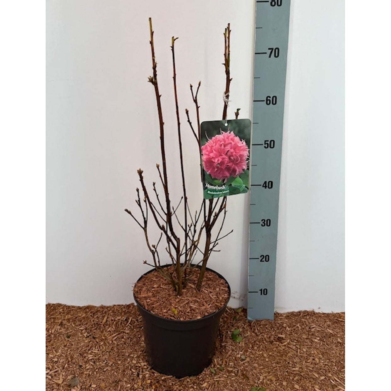 Rhododendron – Rhododendron (AK); 'Homebush' - C5 30-40 CM