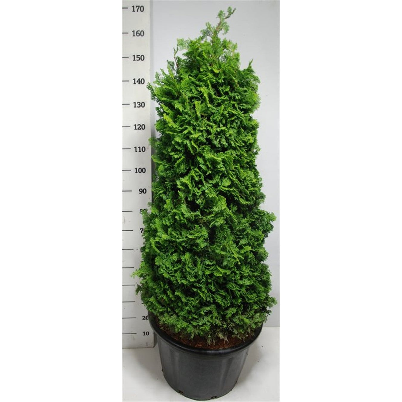 Ädelcypress – Chamaecyparis obtusa 'Nana Gracilis' - C65 120-140 CM