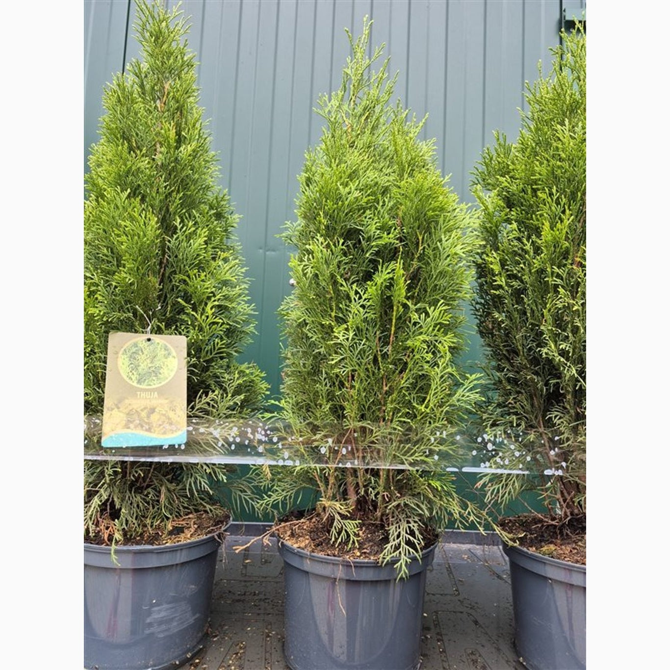 Thuja – Thuja occidentalis 'Smaragd' - C5 60-80 CM