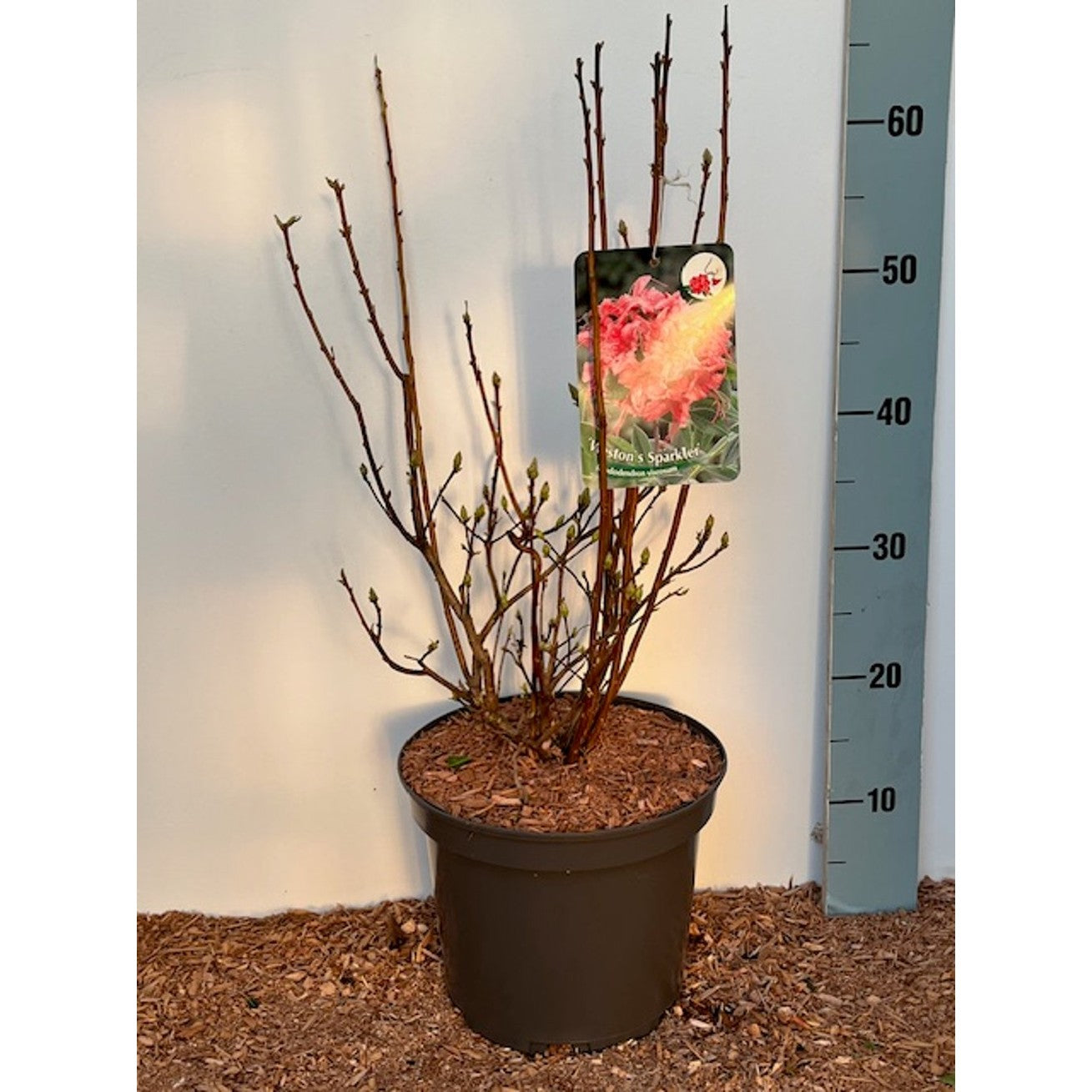 Rhododendron – Rhododendron luteum 'Weston's Sparkler' - C5 30-40 CM