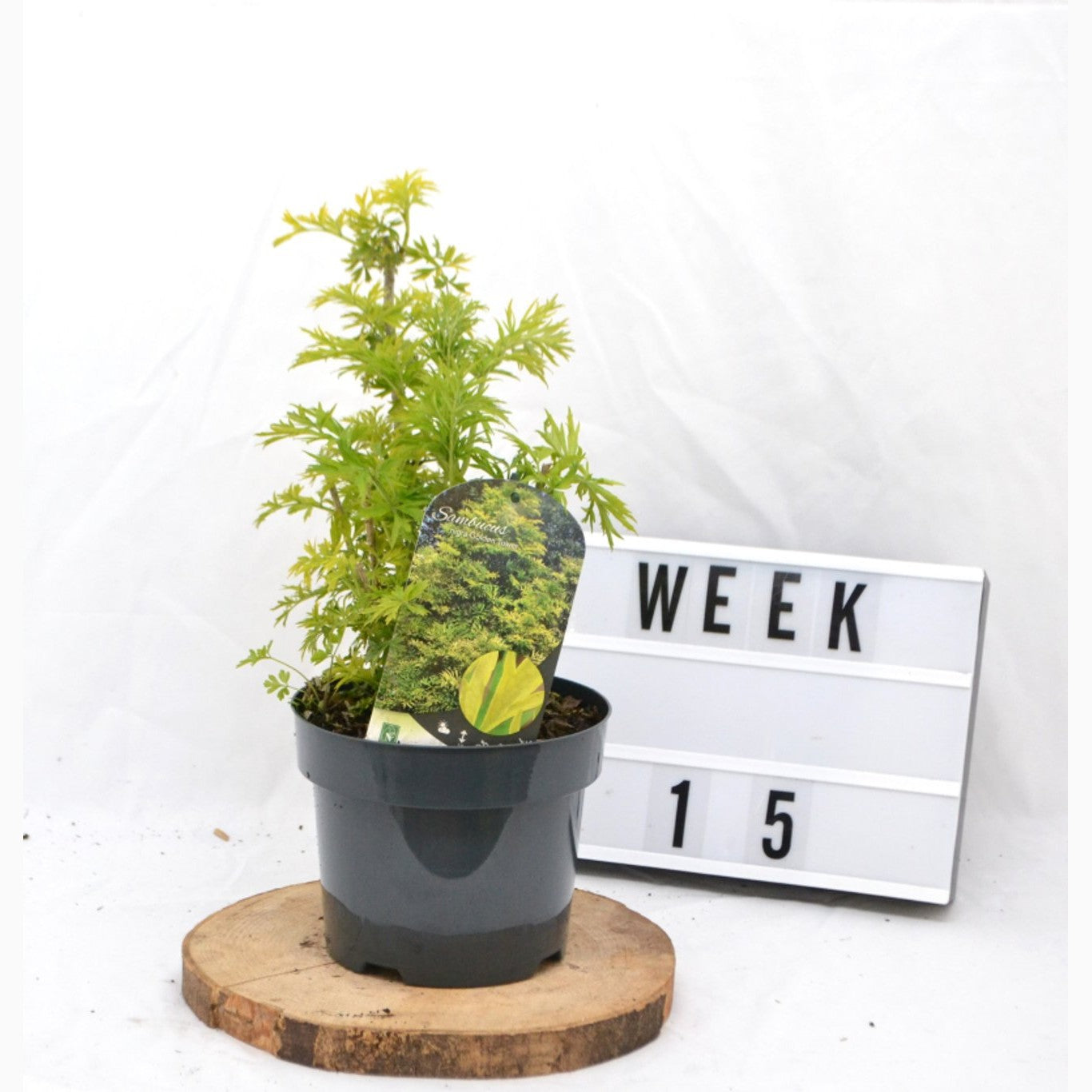 Fläder – Sambucus nigra 'Golden Tower' - C3 20-40 CM