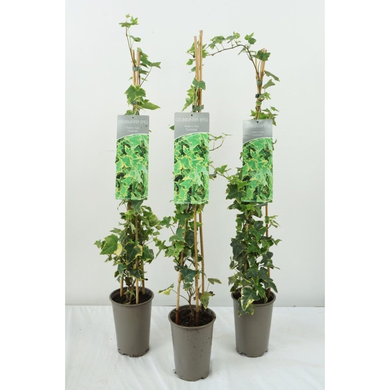 Murgröna – Hedera helix 'Goldchild' - C2 60-80 CM Stick