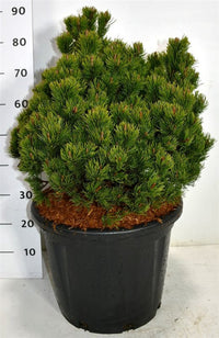 Bergtall – Pinus mugo 'Picobello' - C35 50-60 cm.