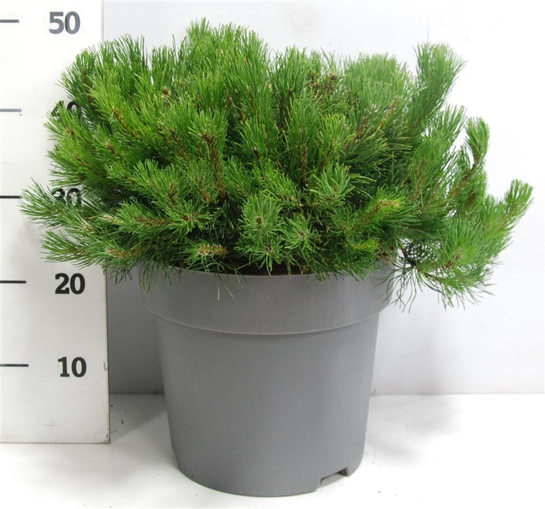 Bergtall – Pinus mugo mugo - C12 50-60 cm.
