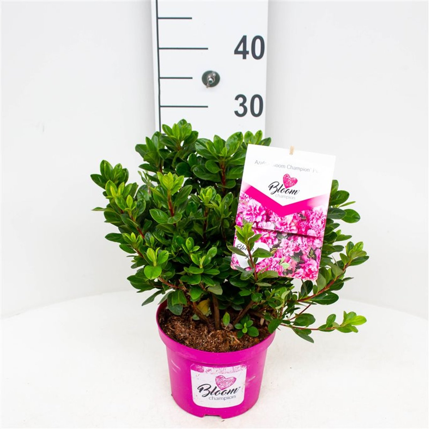 Rhododendron – Rhododendron (AJ); Bloomchamp. Pink - C3 25-30 CM