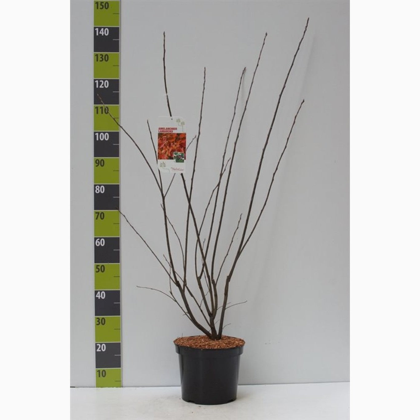 Häggmispel – Amelanchier lamarckii - C7.5 80-100 CM