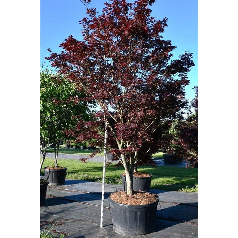 Japansk lönn – Acer palmatum 'Bloodgood' - C280 300-325 cm.