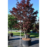 Japansk lönn – Acer palmatum 'Bloodgood' - C280 300-325 cm.